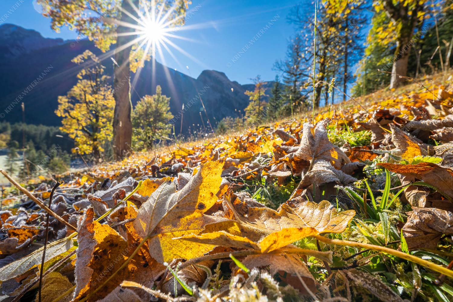 Ahornblätter im Großen Ahornboden im Karwendel - Frostblätter 3:2  -- Ahorn im Karwendel - mehr Infos bei www.Kriner-Weiermann.de