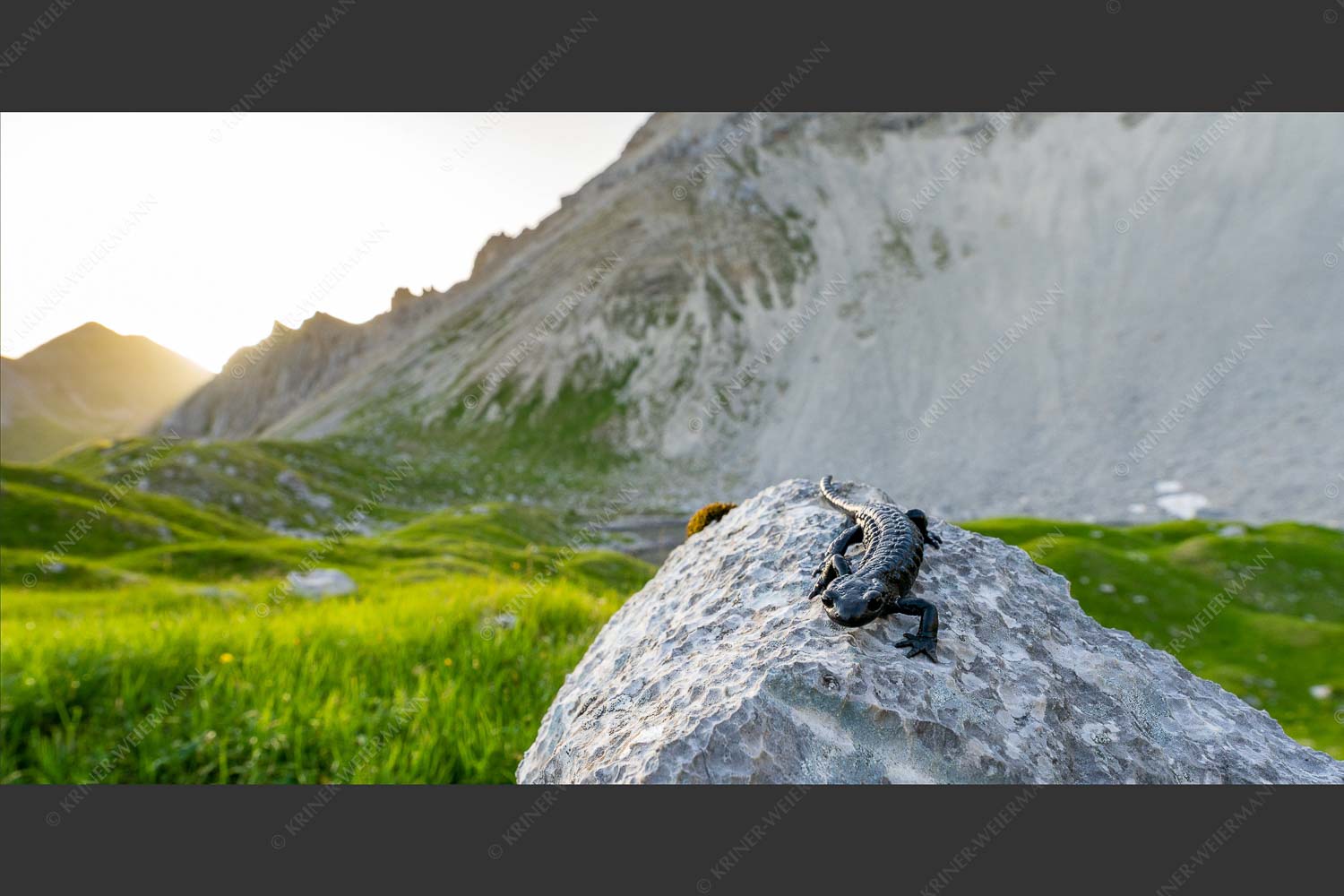 Alpensalamander im Soierngebirge - Frühaufsteher II 2:1  -- Alpensalamander - mehr Infos bei www.Kriner-Weiermann.de