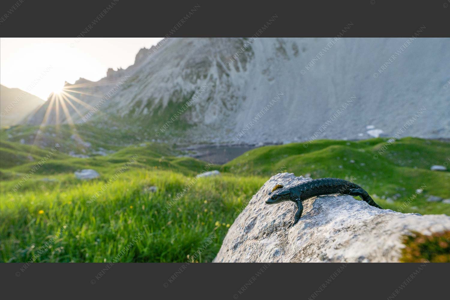Alpensalamander im Soierngebirge - Frühaufsteher 2:1  -- Salamander - mehr Infos bei www.Kriner-Weiermann.de
