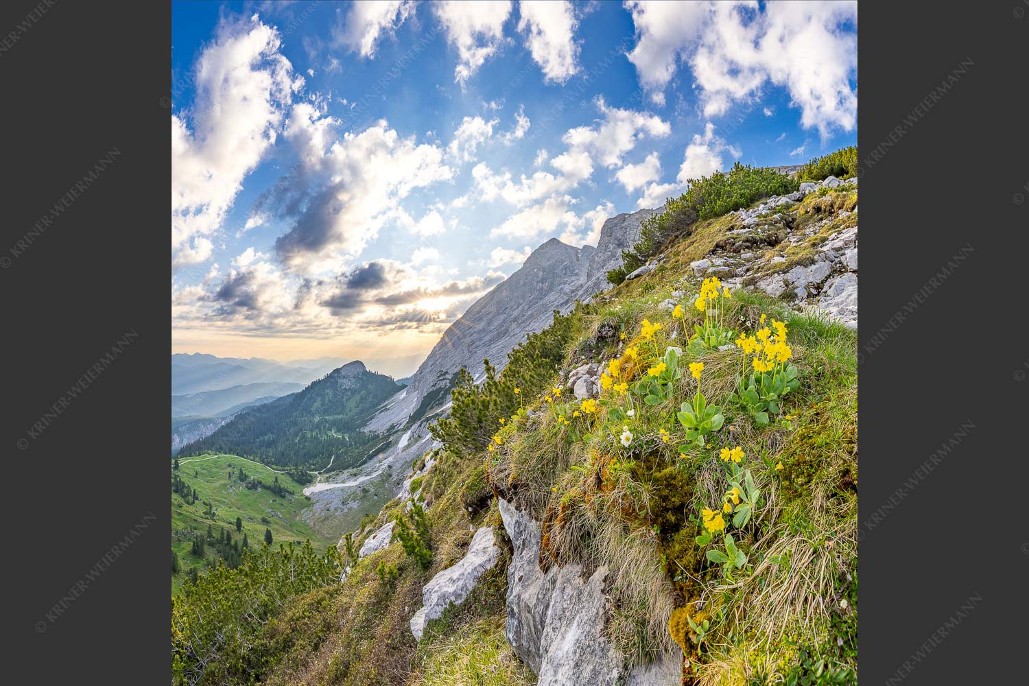 Aurikel am Weg zur Meilerhütte - Frühe alpine Blüher 1:1  -- Schachen - mehr Infos bei www.Kriner-Weiermann.de
