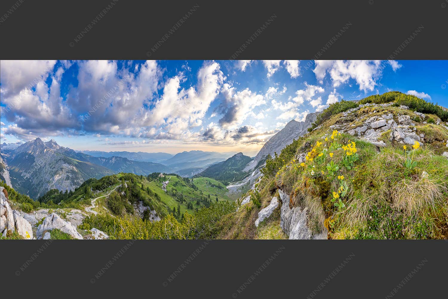 Aurikel am Weg zur Meilerhütte - Frühe alpine Blüher 2,5:1  -- Schachen - mehr Infos bei www.Kriner-Weiermann.de