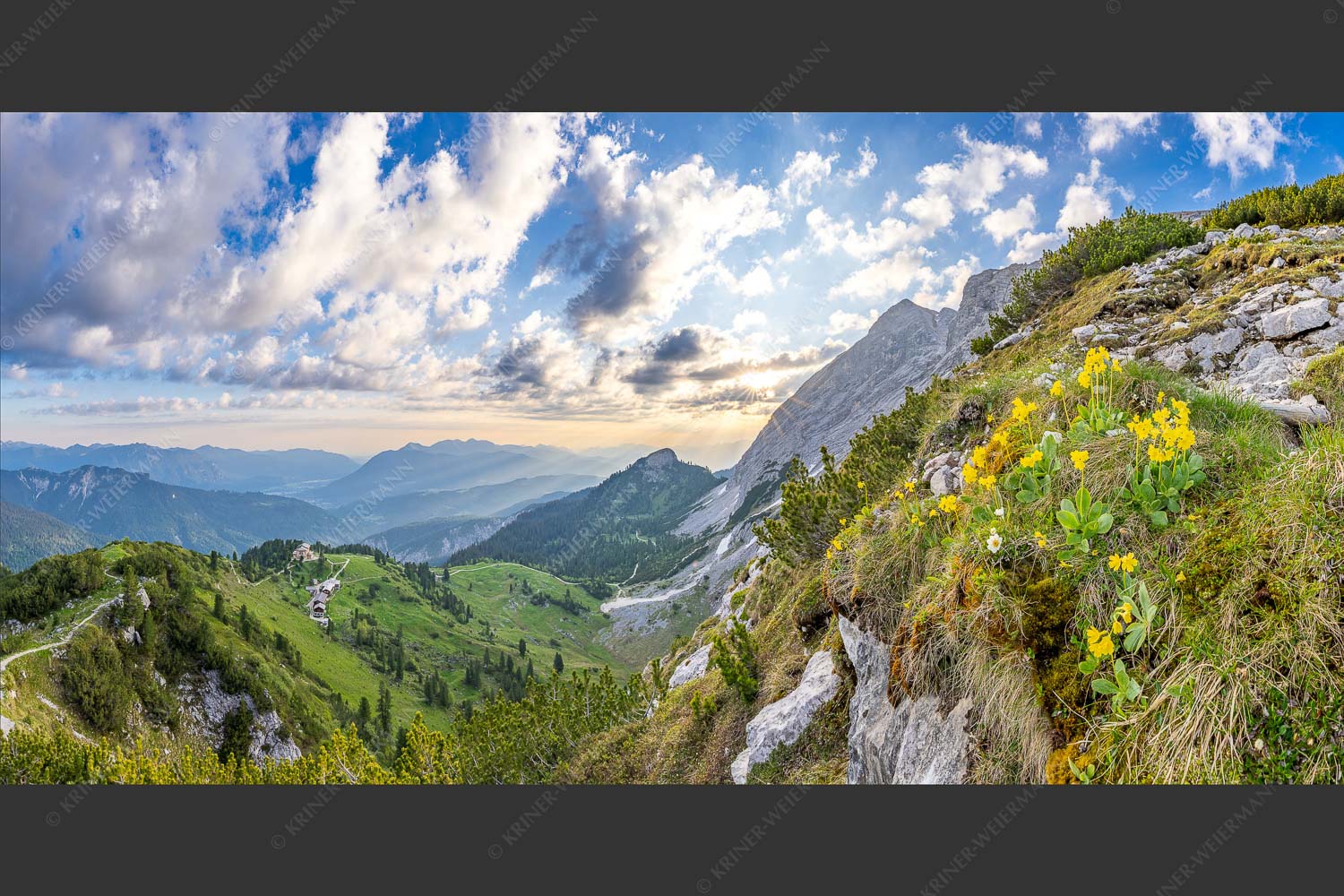 Aurikel am Weg zur Meilerhütte - Frühe alpine Blüher 2:1  -- Schachen - mehr Infos bei www.Kriner-Weiermann.de