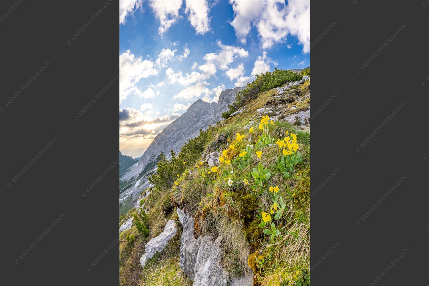 Aurikel am Weg zur Meilerhütte - Frühe alpine Blüher 2:3  -- Schachen - mehr Infos bei www.Kriner-Weiermann.de