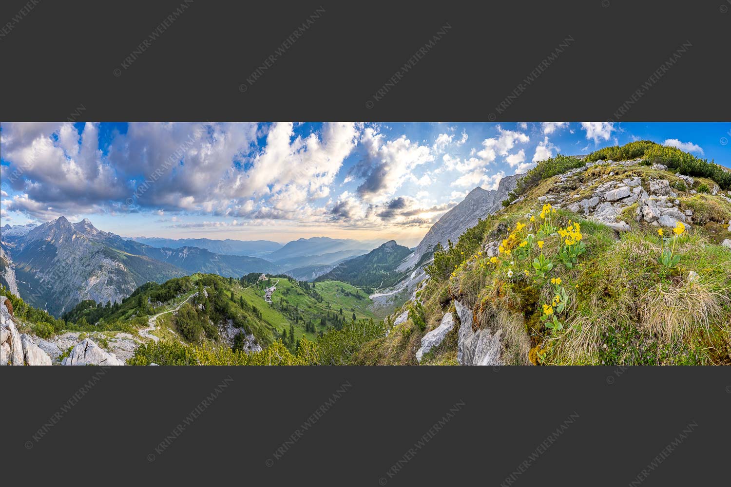 Aurikel am Weg zur Meilerhütte - Frühe alpine Blüher 3:1  -- Schachen - mehr Infos bei www.Kriner-Weiermann.de