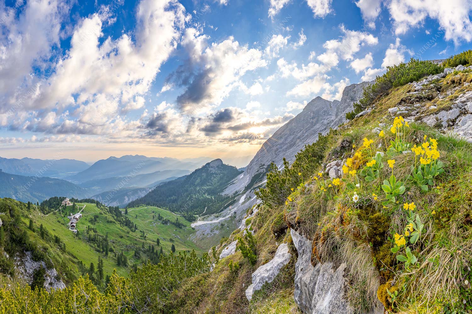 Aurikel am Weg zur Meilerhütte - Frühe alpine Blüher 3:2  -- Schachen - mehr Infos bei www.Kriner-Weiermann.de