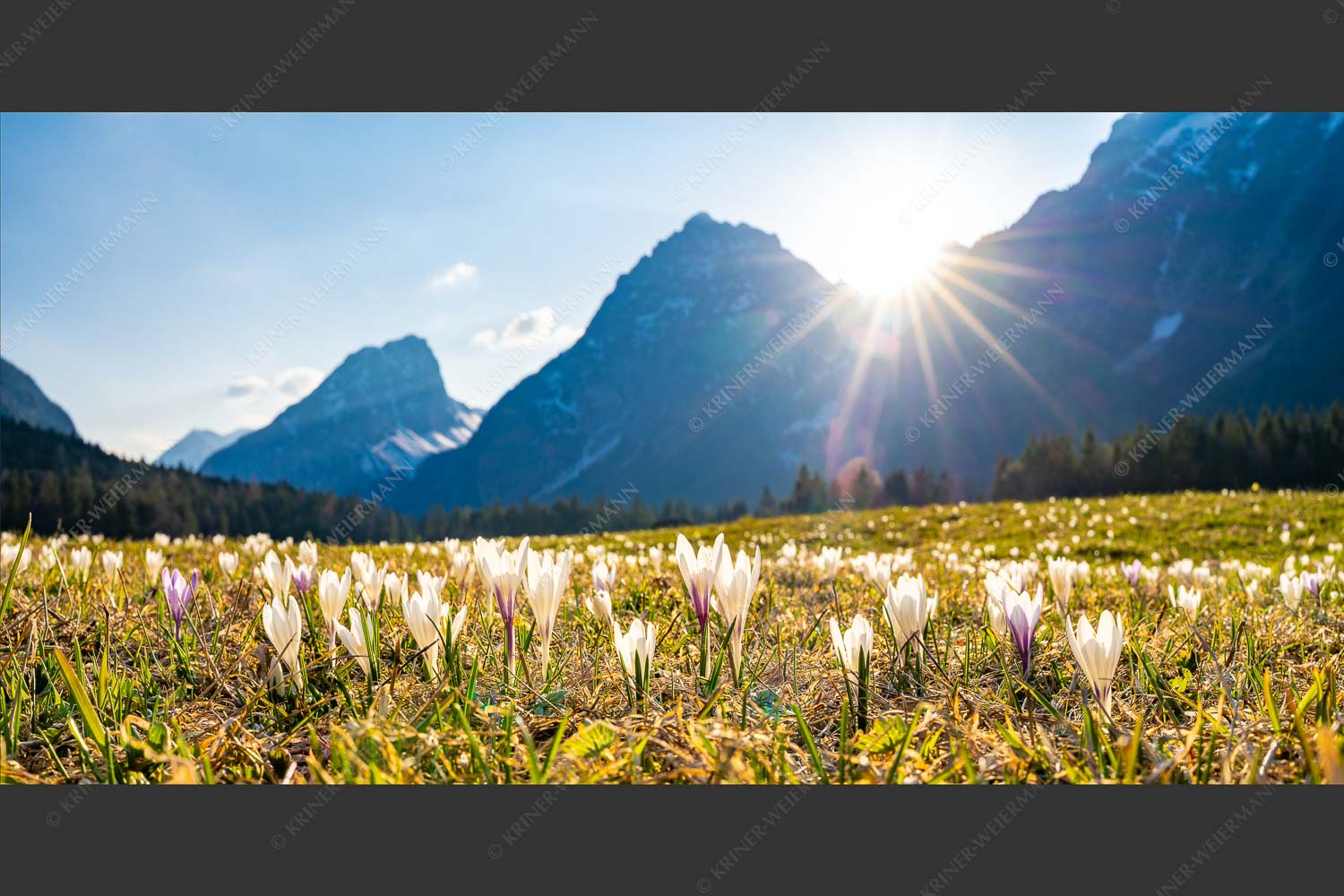 Krokusblüte im Leutaschtal mit Öfelekopf und Gehrenspitze - Frühe Blüten 2:1  -- Krokus im Leutaschtal - mehr Infos bei www.Kriner-Weiermann.de