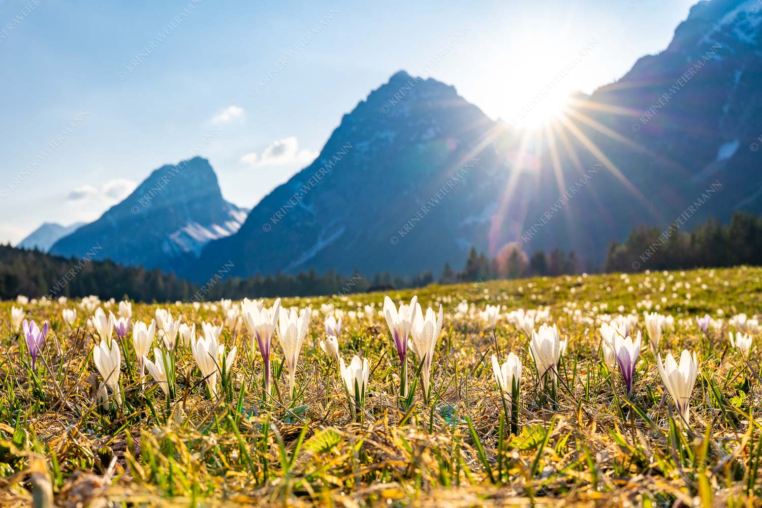 Krokusblüte im Leutaschtal mit Öfelekopf und Gehrenspitze - Frühe Blüten 3:2  -- Krokus im Leutaschtal - mehr Infos bei www.Kriner-Weiermann.de