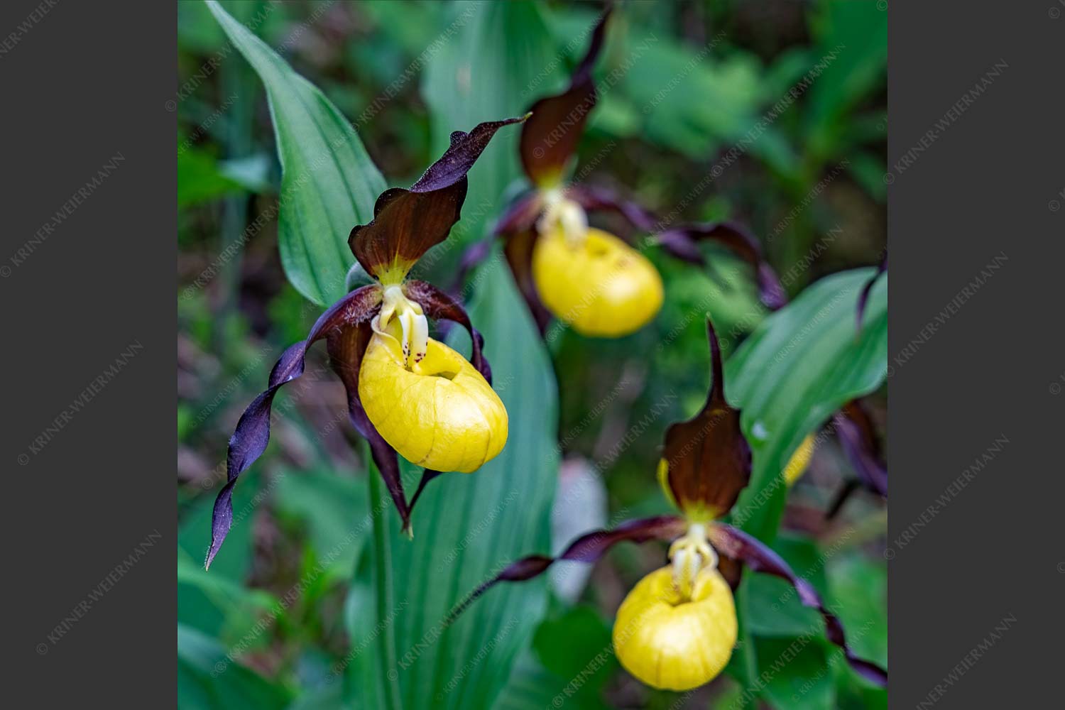 Frauenschuhe Orchidee - Gelb-Frauenschuh I 1:1  -- Orchidee - mehr Infos bei www.Kriner-Weiermann.de