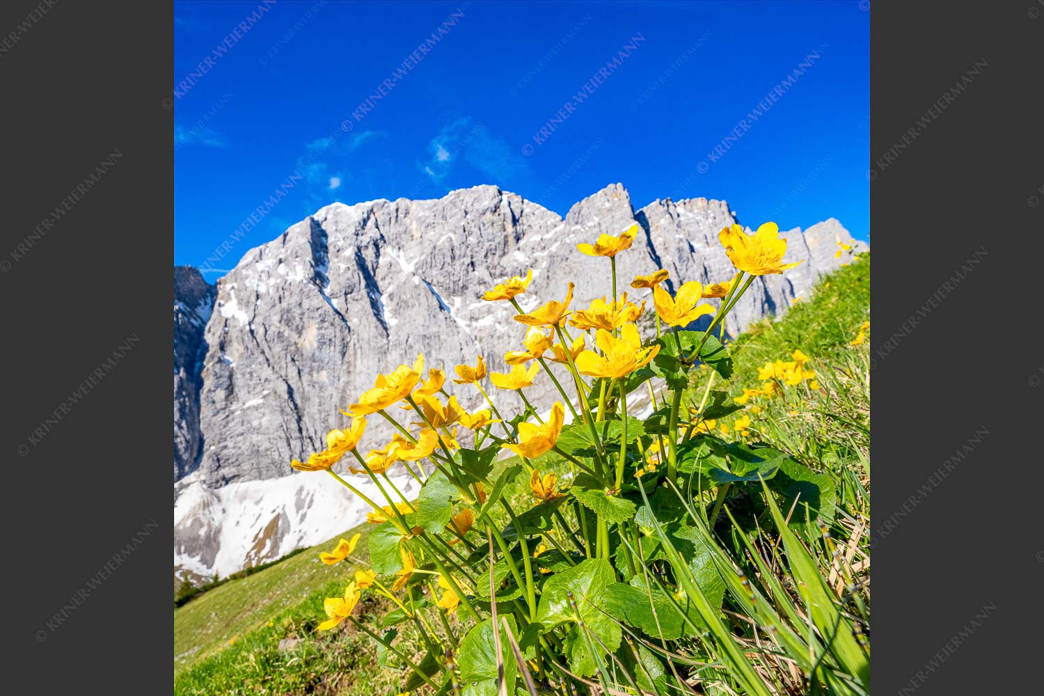 Blühende Sumpfdotterblumen vor der Grubenkarspitze im Karwendel - Gelbe Blütenpracht 1:1  -- Karwendel - mehr Infos bei www.Kriner-Weiermann.de