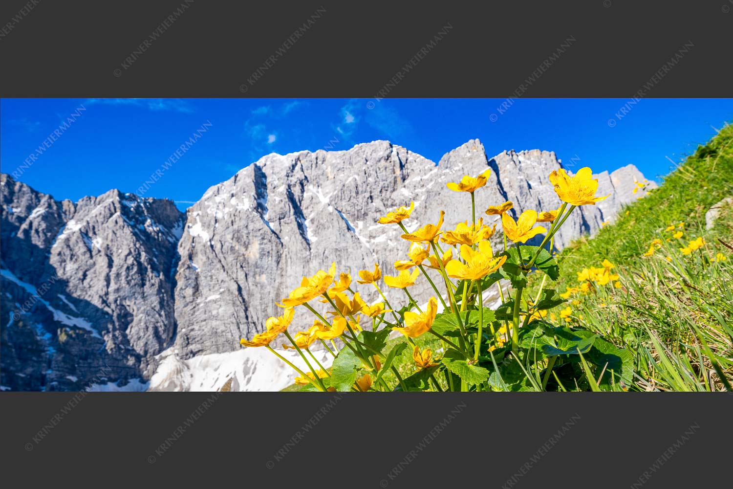 Blühende Sumpfdotterblumen vor der Grubenkarspitze im Karwendel - Gelbe Blütenpracht 2,5:1  -- Karwendel - mehr Infos bei www.Kriner-Weiermann.de