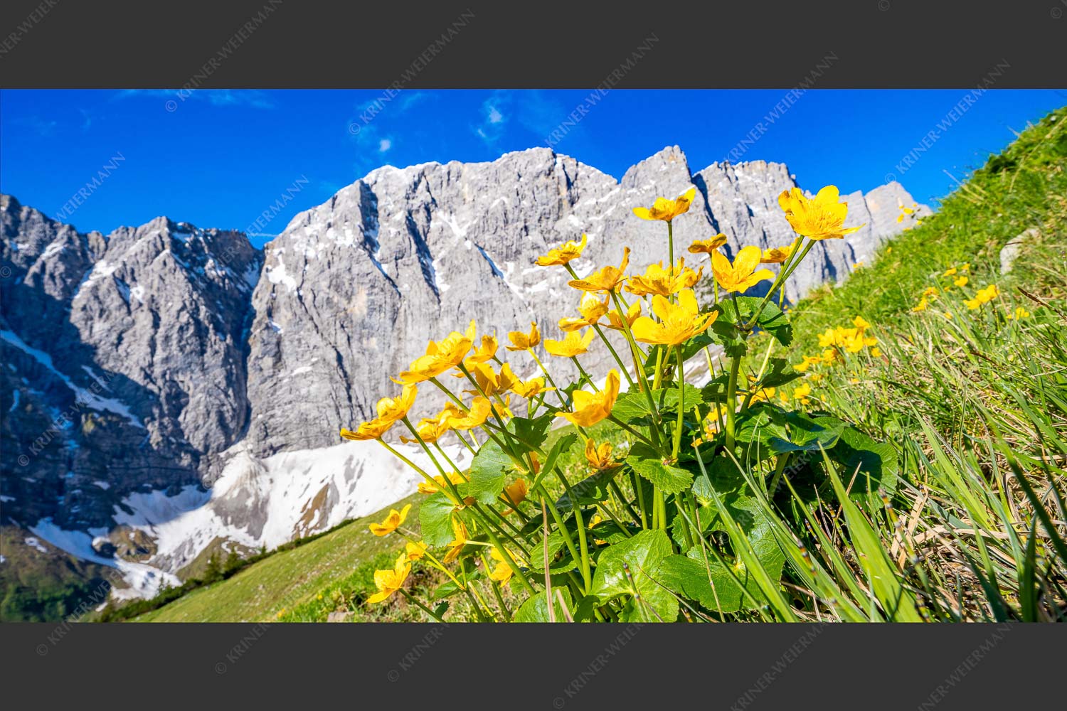 Blühende Sumpfdotterblumen vor der Grubenkarspitze im Karwendel - Gelbe Blütenpracht 2:1  -- Karwendel - mehr Infos bei www.Kriner-Weiermann.de
