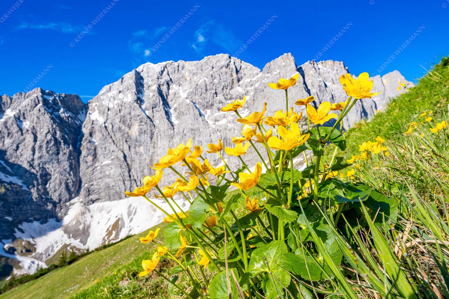 Blühende Sumpfdotterblumen vor der Grubenkarspitze im Karwendel - Gelbe Blütenpracht 3:2  -- Karwendel - mehr Infos bei www.Kriner-Weiermann.de