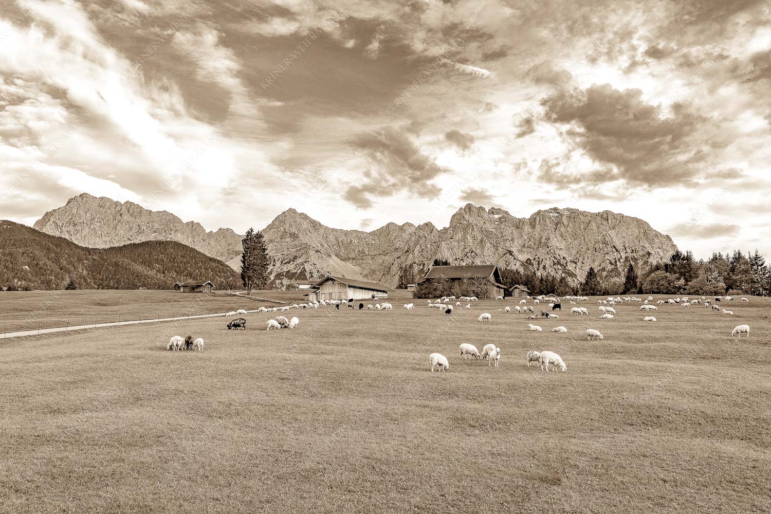 Bergschafe vor Karwendel mit Wörner und Tiefkarspitze - Herbstliche Weiden 3:2 sepia -- Bergschafe mit Karwendelgebirge - mehr Infos bei www.Kriner-Weiermann.de