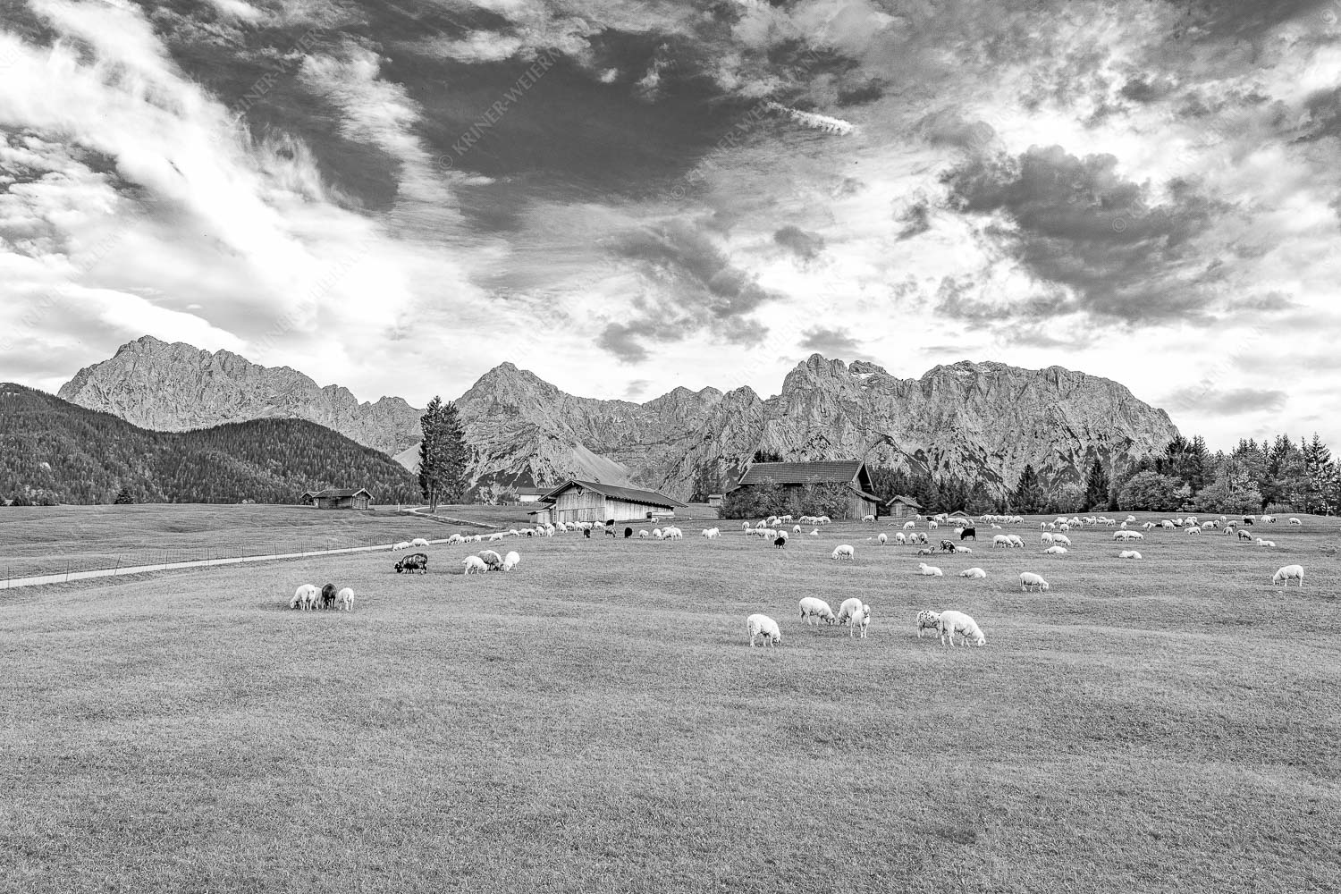 Bergschafe vor Karwendel mit Wörner und Tiefkarspitze - Herbstliche Weiden 3:2 sw -- Bergschafe mit Karwendelgebirge - mehr Infos bei www.Kriner-Weiermann.de