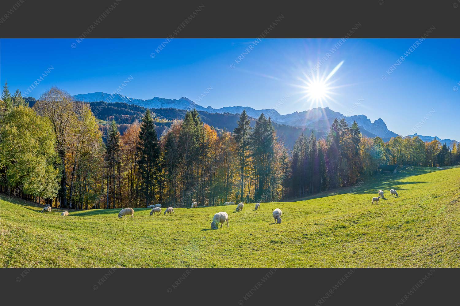 Bergschafe mit Wettersteingebirge und Zugspitzmassiv - Herbstweide an der Pfeifferalm 2:1  -- Schafe mit Wetterstein - mehr Infos bei www.Kriner-Weiermann.de