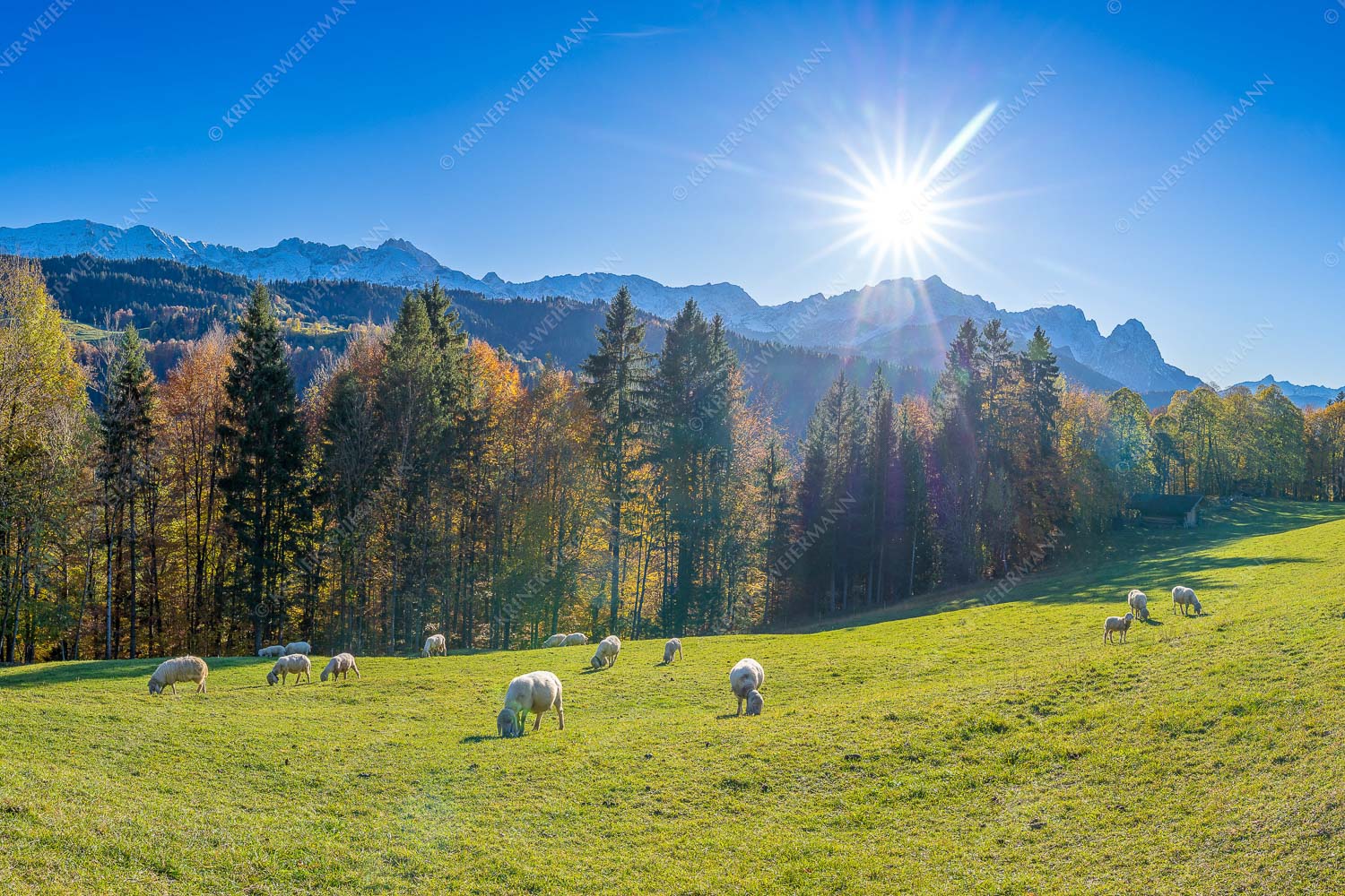 Bergschafe mit Wettersteingebirge und Zugspitzmassiv - Herbstweide an der Pfeifferalm 3:2  -- Schafe mit Wetterstein - mehr Infos bei www.Kriner-Weiermann.de