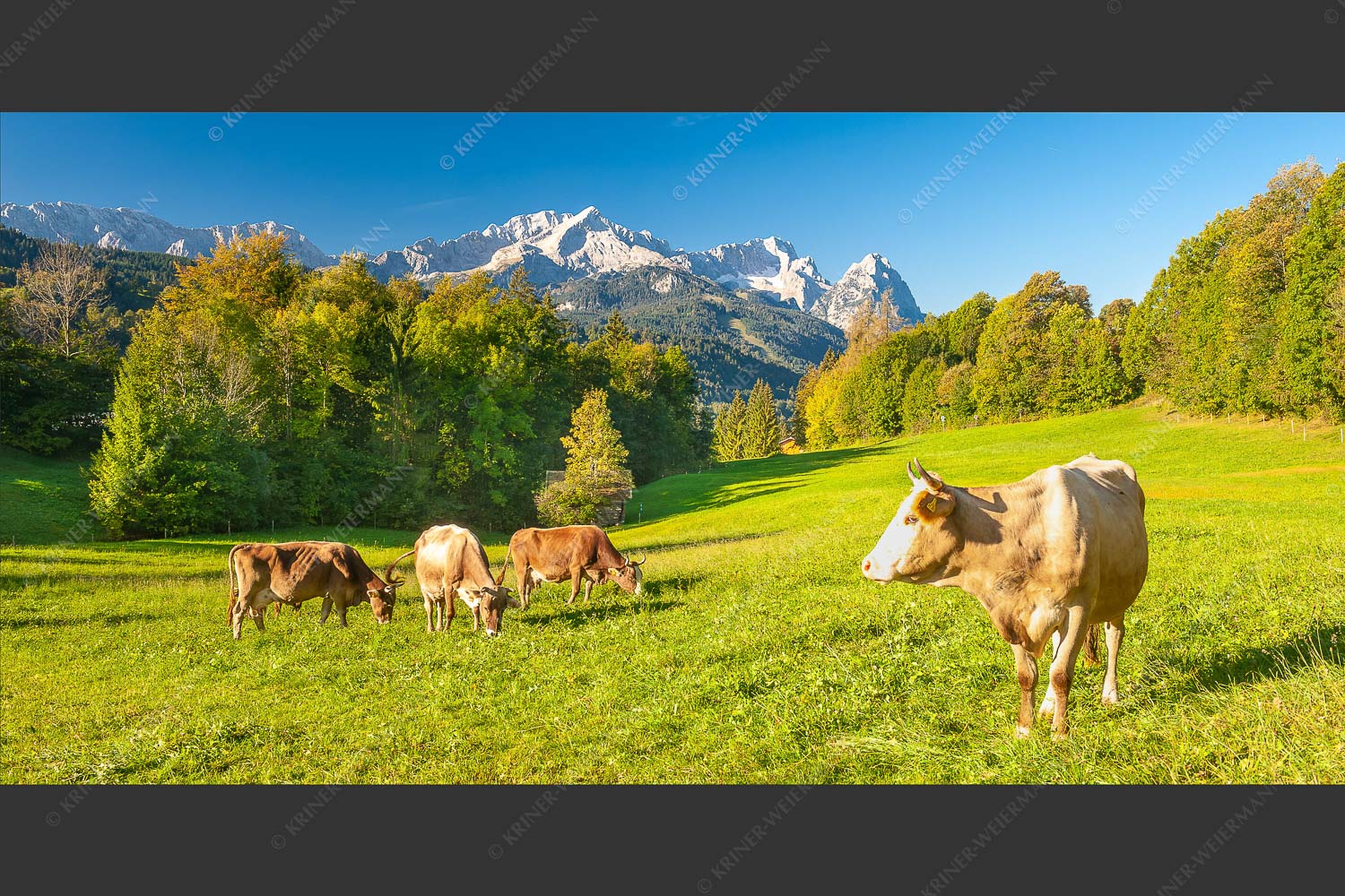 Kuhweide am Höfele mit Zugspitzmassiv im Hintergrund - Herbstweide 2:1  -- Kühe mit Zugspitzmassiv - mehr Infos bei www.Kriner-Weiermann.de