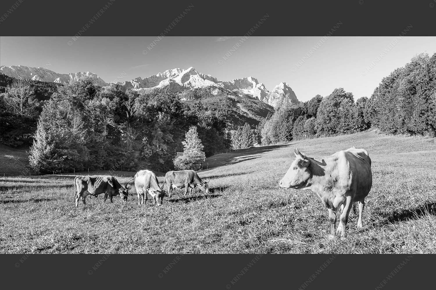 Kuhweide am Höfele mit Zugspitzmassiv im Hintergrund - Herbstweide 2:1 sw -- Kühe mit Zugspitzmassiv - mehr Infos bei www.Kriner-Weiermann.de