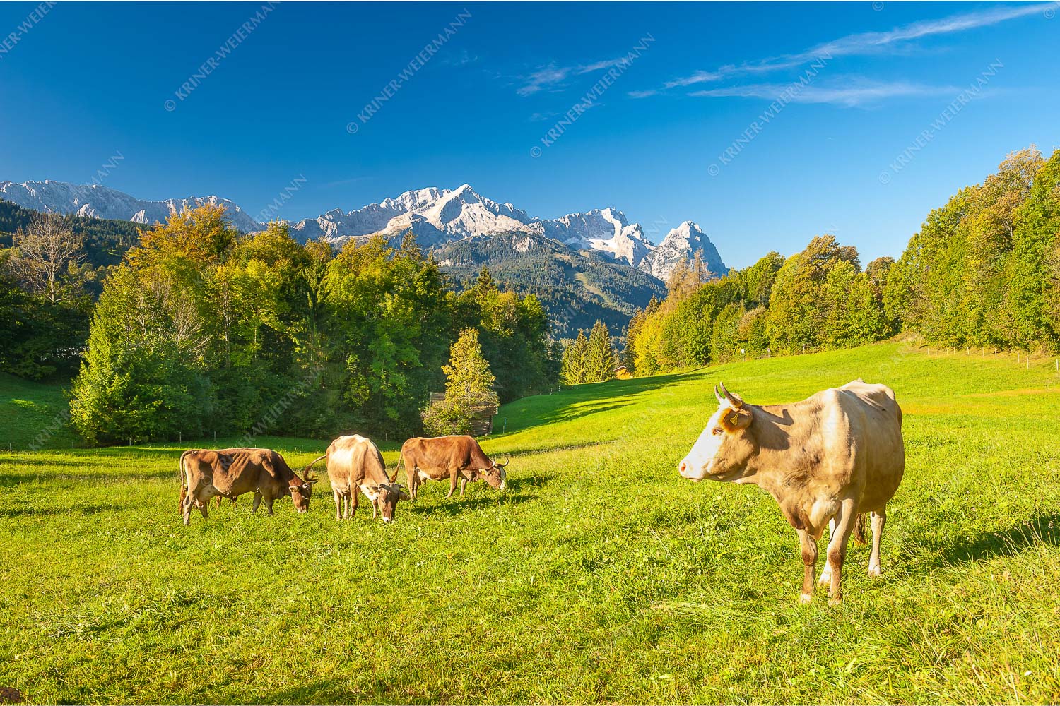 Kuhweide am Höfele mit Zugspitzmassiv im Hintergrund - Herbstweide 3:2  -- Kühe mit Zugspitzmassiv - mehr Infos bei www.Kriner-Weiermann.de