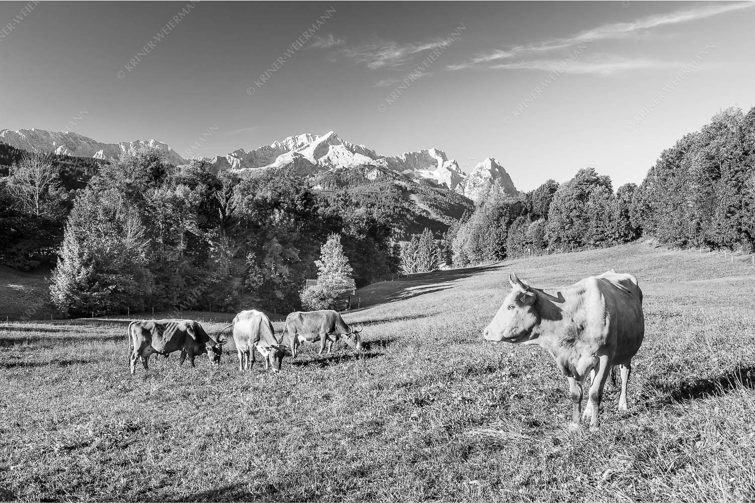 Kuhweide am Höfele mit Zugspitzmassiv im Hintergrund - Herbstweide 3:2 sw -- Kühe mit Zugspitzmassiv - mehr Infos bei www.Kriner-Weiermann.de