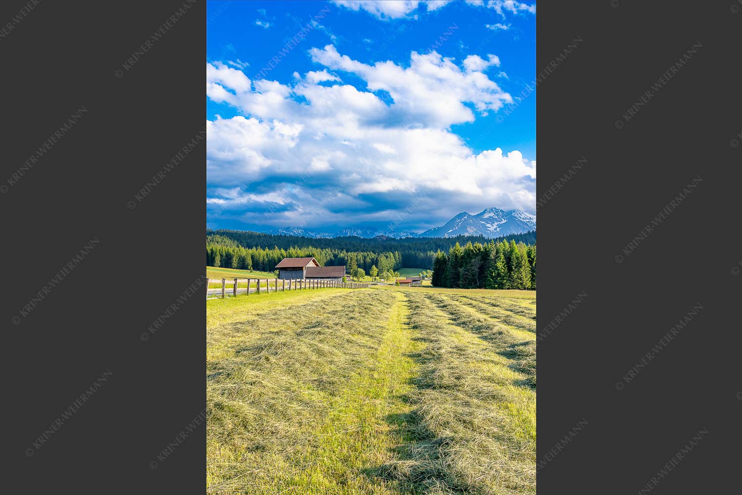 Frisch gemähte Wiese im Leutaschtal - Heumahd in Leutsch 2:3  -- Landwirtschaft - mehr Infos bei www.Kriner-Weiermann.de