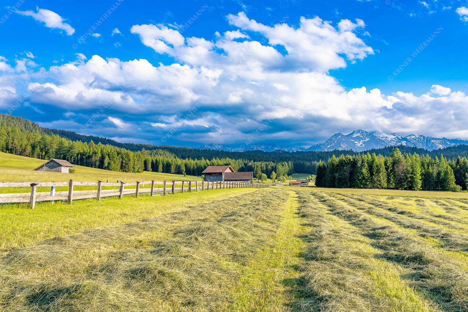Frisch gemähte Wiese im Leutaschtal - Heumahd in Leutsch 3:2  -- Landwirtschaft - mehr Infos bei www.Kriner-Weiermann.de