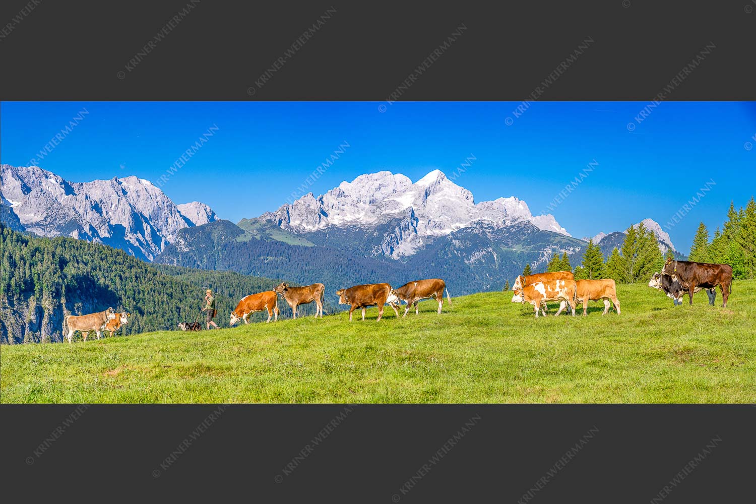 Jungvieh am Wetterstein Niederleger mit Zugspitzmassiv - Hirte und Herde II 2,5:1  -- Junge Rinder mit Alpspitze - mehr Infos bei www.Kriner-Weiermann.de