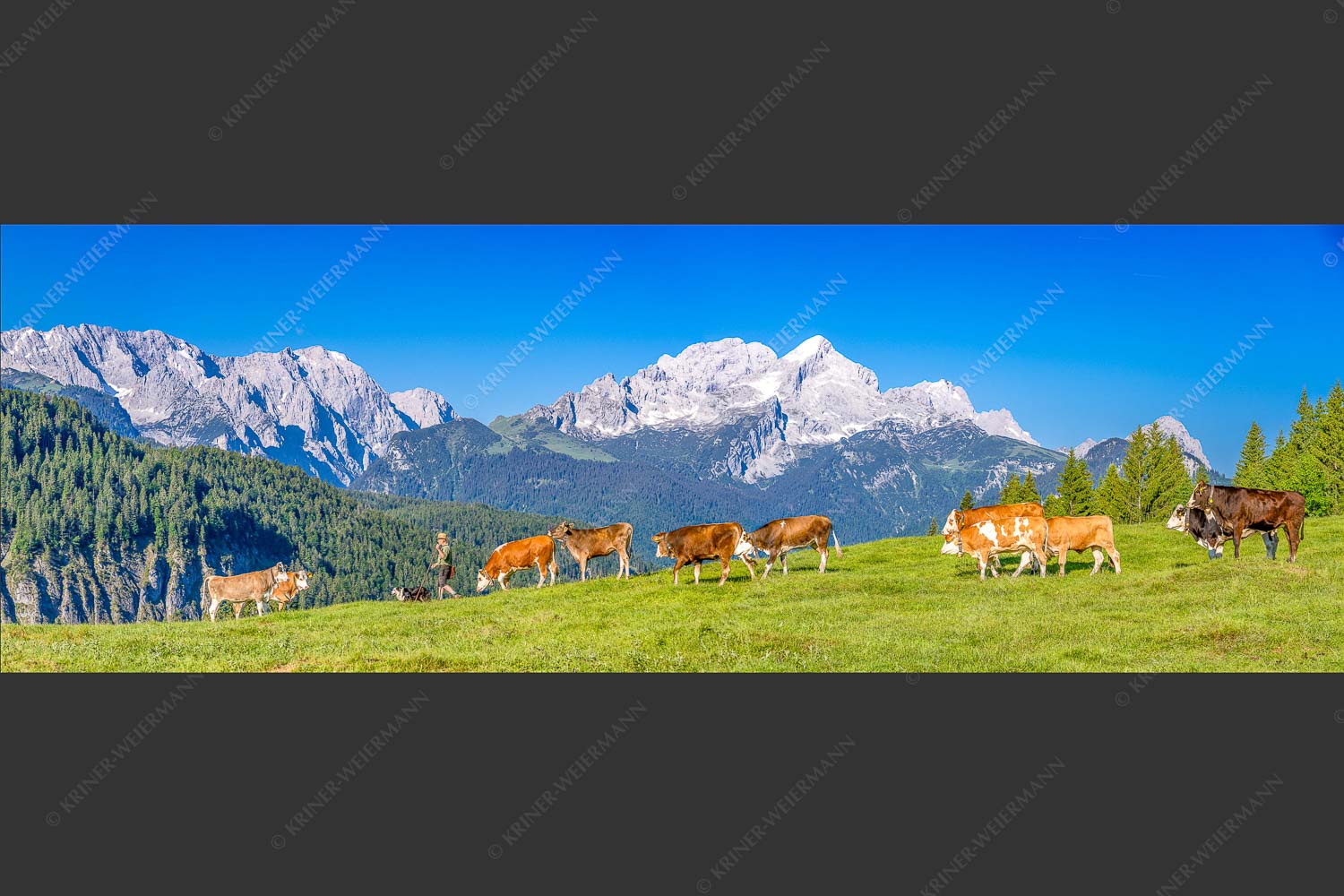 Jungvieh am Wetterstein Niederleger mit Zugspitzmassiv - Hirte und Herde II 3:1  -- Junge Rinder mit Alpspitze - mehr Infos bei www.Kriner-Weiermann.de