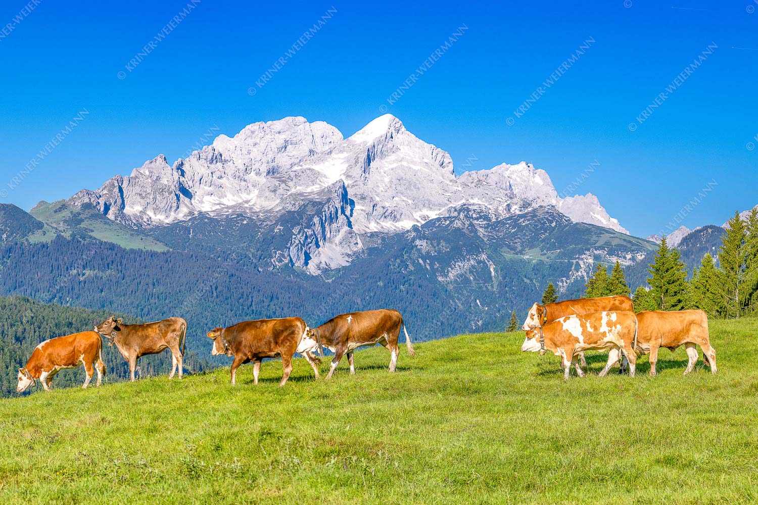Jungvieh am Wetterstein Niederleger mit Zugspitzmassiv - Hirte und Herde II 3:2  -- Junge Rinder mit Alpspitze - mehr Infos bei www.Kriner-Weiermann.de