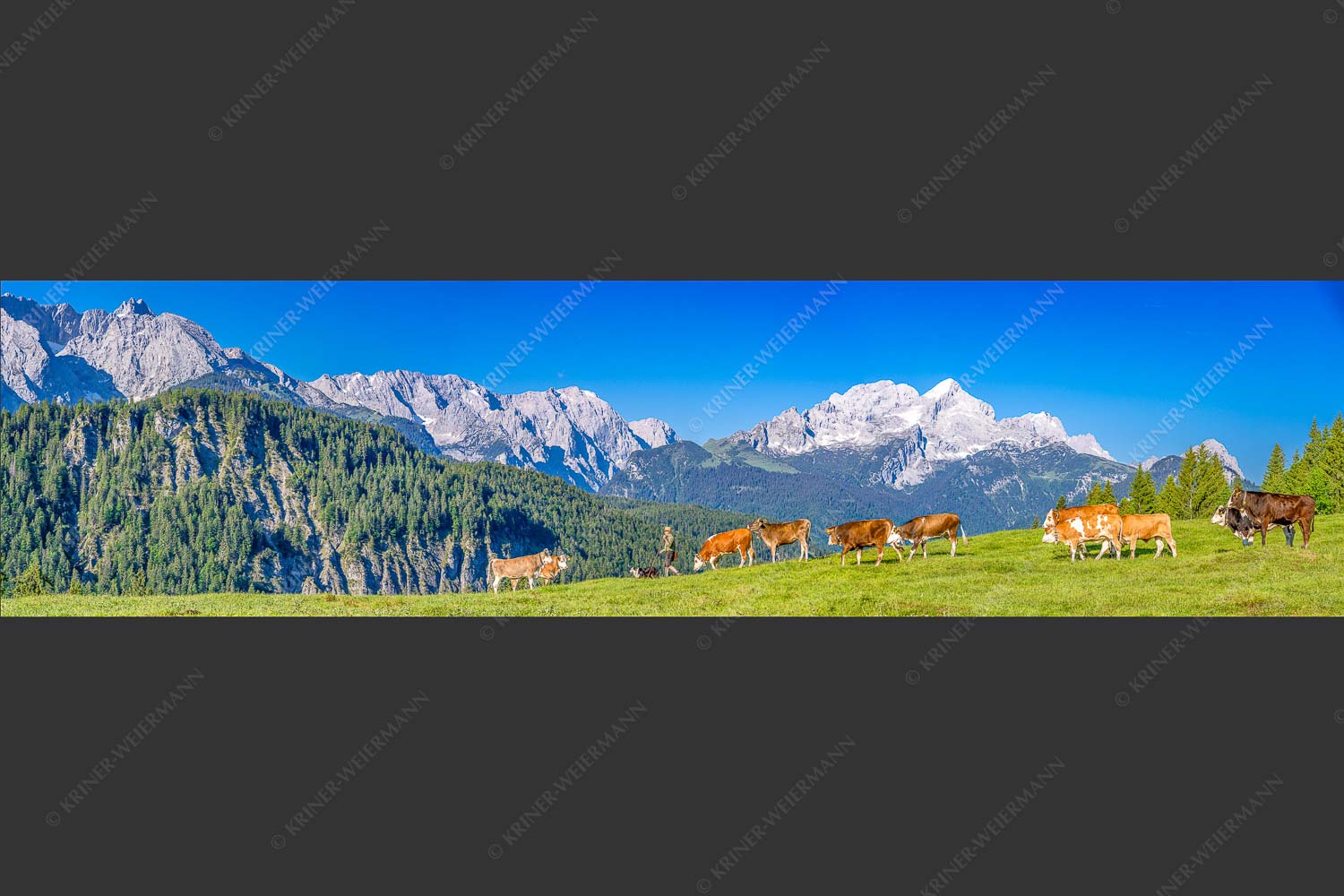 Jungvieh am Wetterstein Niederleger mit Zugspitzmassiv - Hirte und Herde II 4:1  -- Junge Rinder mit Alpspitze - mehr Infos bei www.Kriner-Weiermann.de