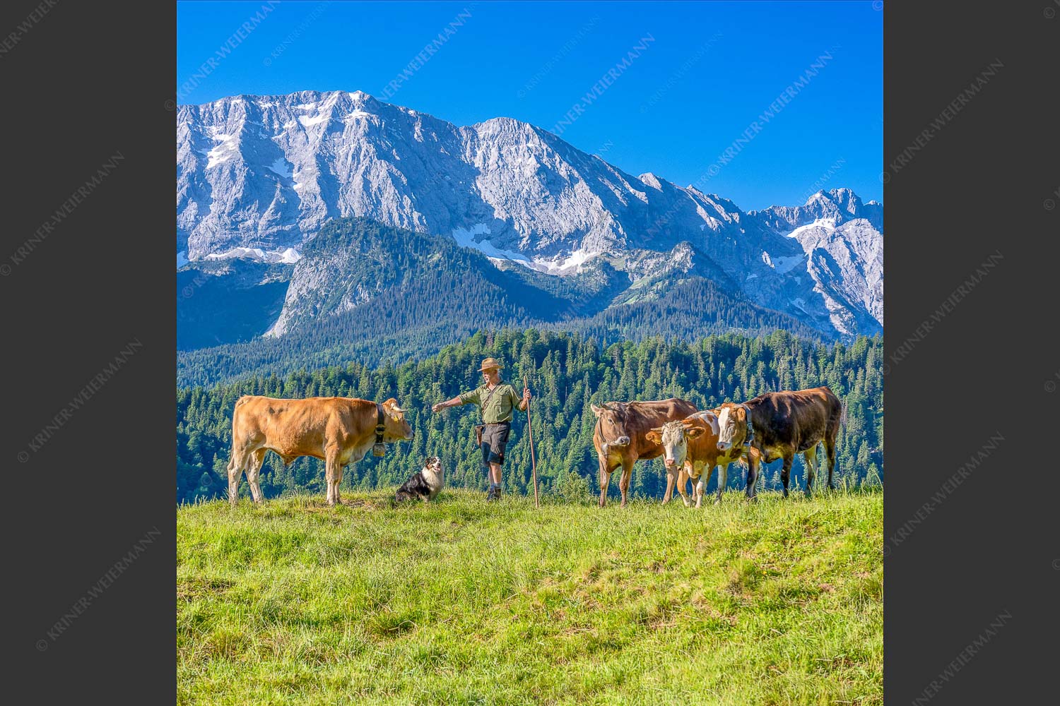 Jungvieh am Wetterstein Niederleger - Hirte und Herde 1:1  -- Junge Kälber mit Wetterstein - mehr Infos bei www.Kriner-Weiermann.de