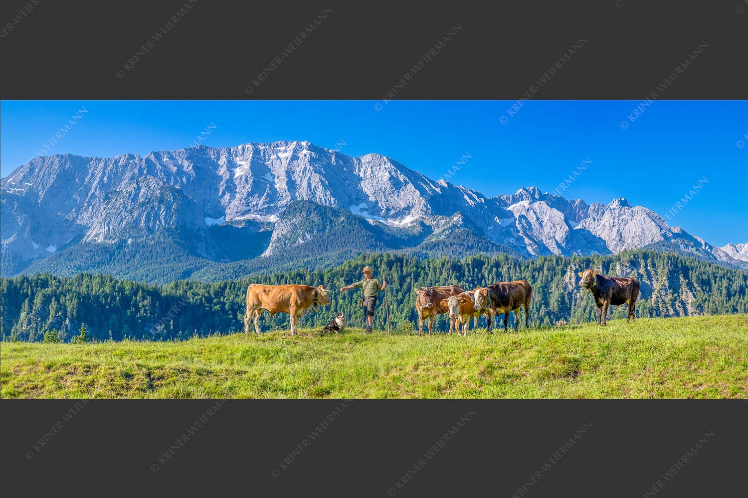 Jungvieh am Wetterstein Niederleger - Hirte und Herde 2,5:1  -- Junge Kälber mit Wetterstein - mehr Infos bei www.Kriner-Weiermann.de