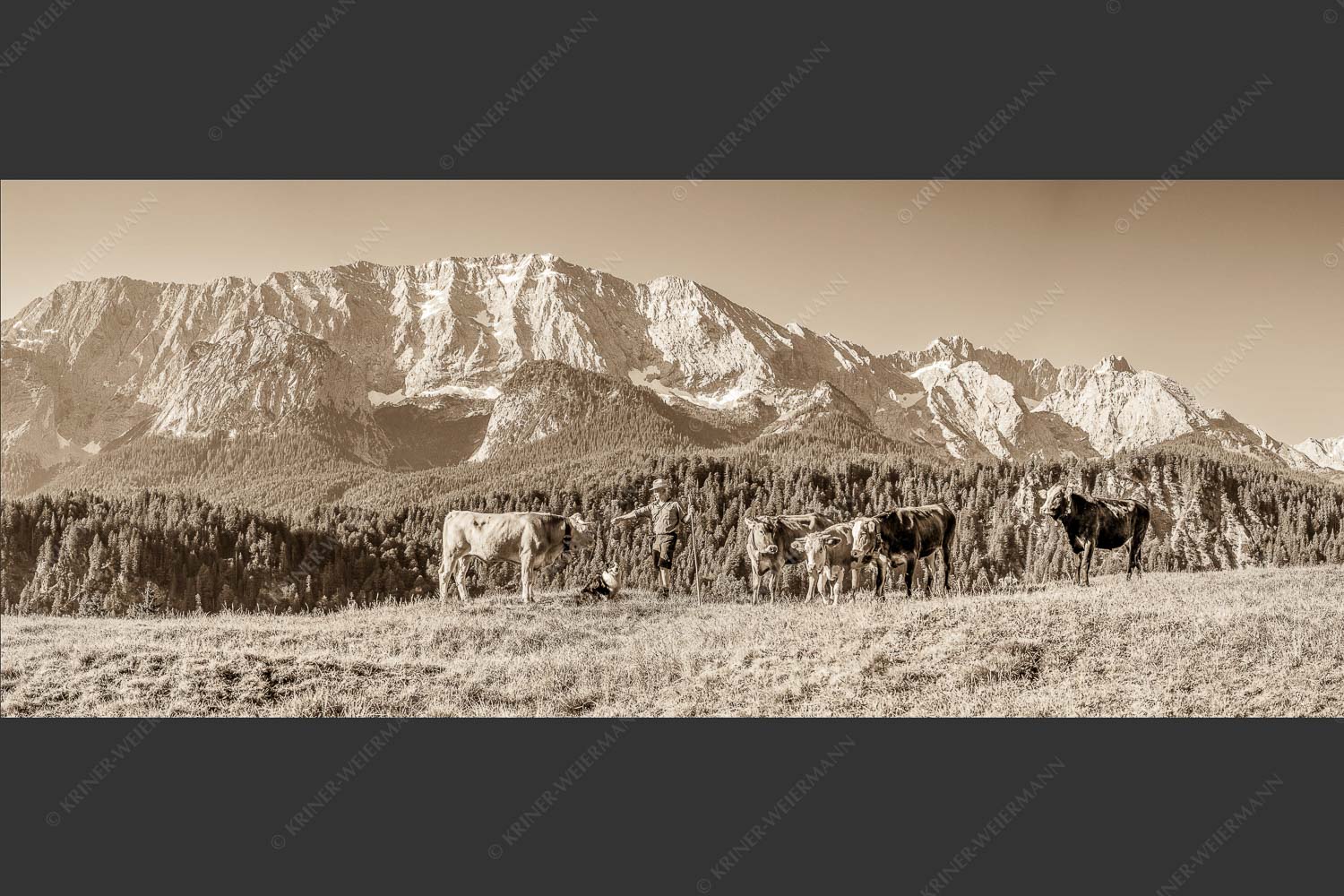 Jungvieh am Wetterstein Niederleger - Hirte und Herde 2,5:1 sepia -- Junge Kälber mit Wetterstein - mehr Infos bei www.Kriner-Weiermann.de