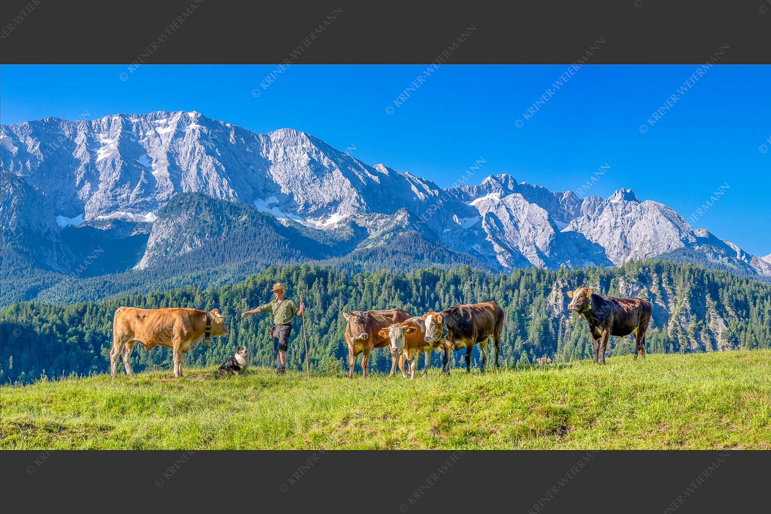 Jungvieh am Wetterstein Niederleger - Hirte und Herde 2:1  -- Junge Kälber mit Wetterstein - mehr Infos bei www.Kriner-Weiermann.de