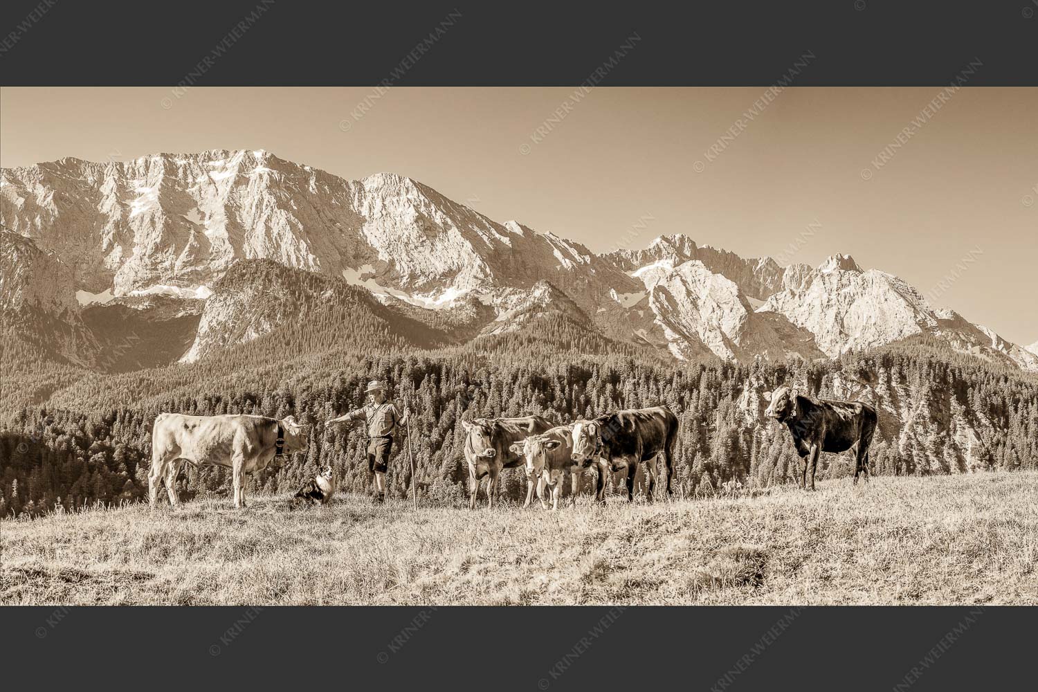 Jungvieh am Wetterstein Niederleger - Hirte und Herde 2:1 sepia -- Junge Kälber mit Wetterstein - mehr Infos bei www.Kriner-Weiermann.de