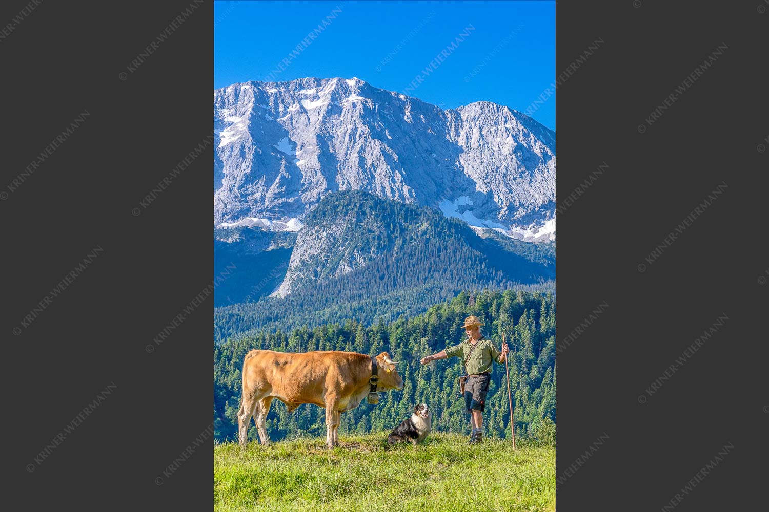 Jungvieh am Wetterstein Niederleger - Hirte und Herde 2:3  -- Junge Kälber mit Wetterstein - mehr Infos bei www.Kriner-Weiermann.de