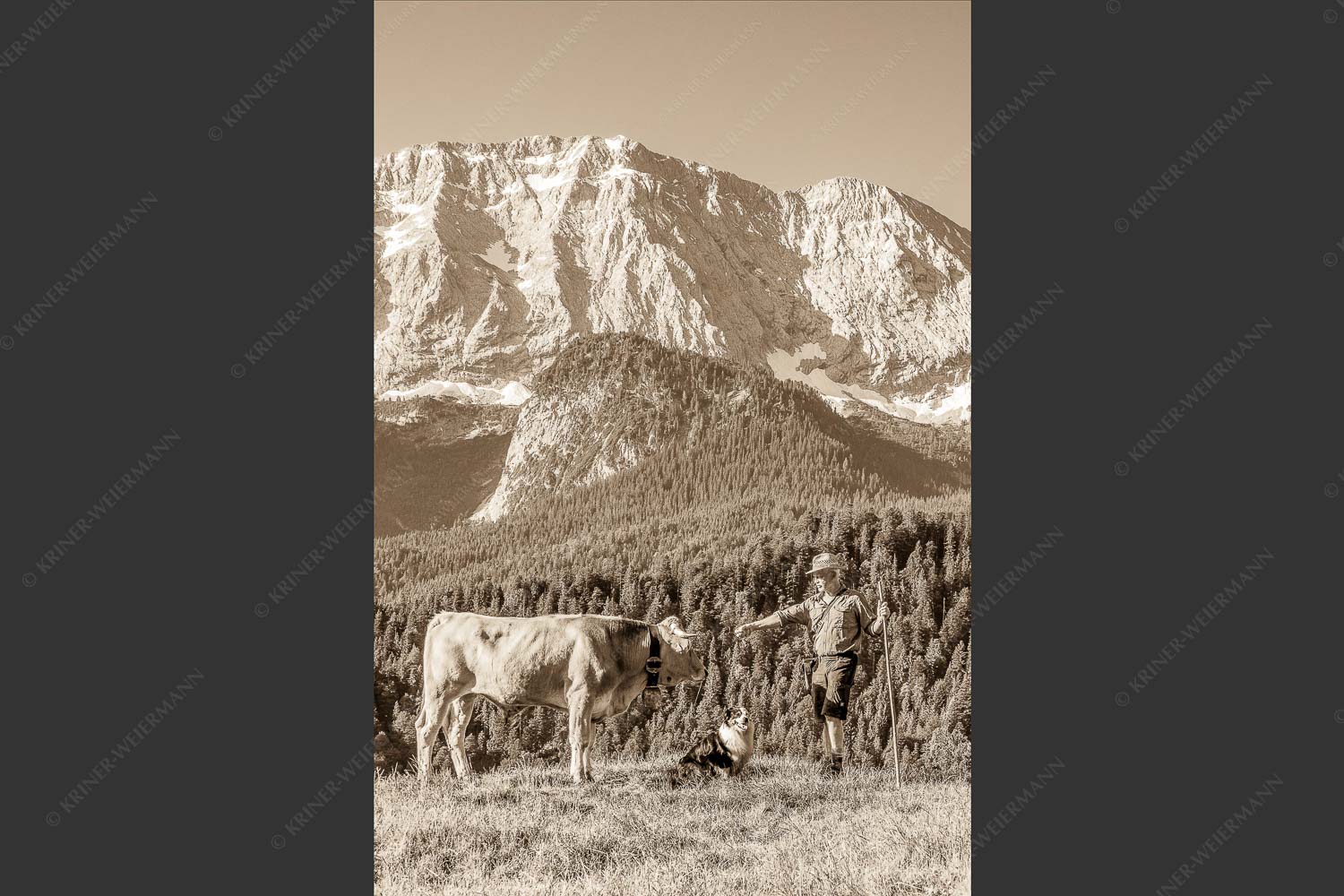 Jungvieh am Wetterstein Niederleger - Hirte und Herde 2:3 sepia -- Junge Kälber mit Wetterstein - mehr Infos bei www.Kriner-Weiermann.de