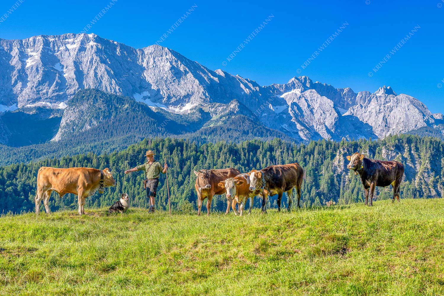 Jungvieh am Wetterstein Niederleger - Hirte und Herde 3:2  -- Junge Kälber mit Wetterstein - mehr Infos bei www.Kriner-Weiermann.de