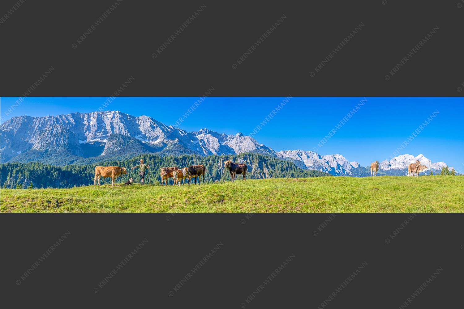 Jungvieh am Wetterstein Niederleger - Hirte und Herde 4:1  -- Junge Kälber mit Wetterstein - mehr Infos bei www.Kriner-Weiermann.de