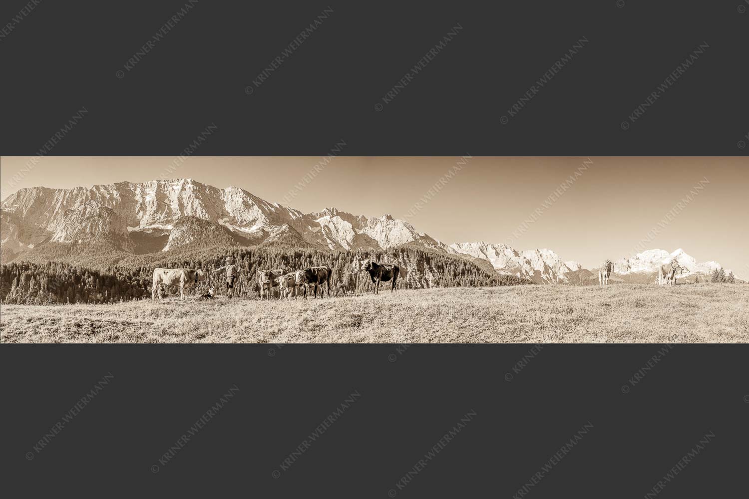 Jungvieh am Wetterstein Niederleger - Hirte und Herde 4:1 sepia -- Junge Kälber mit Wetterstein - mehr Infos bei www.Kriner-Weiermann.de