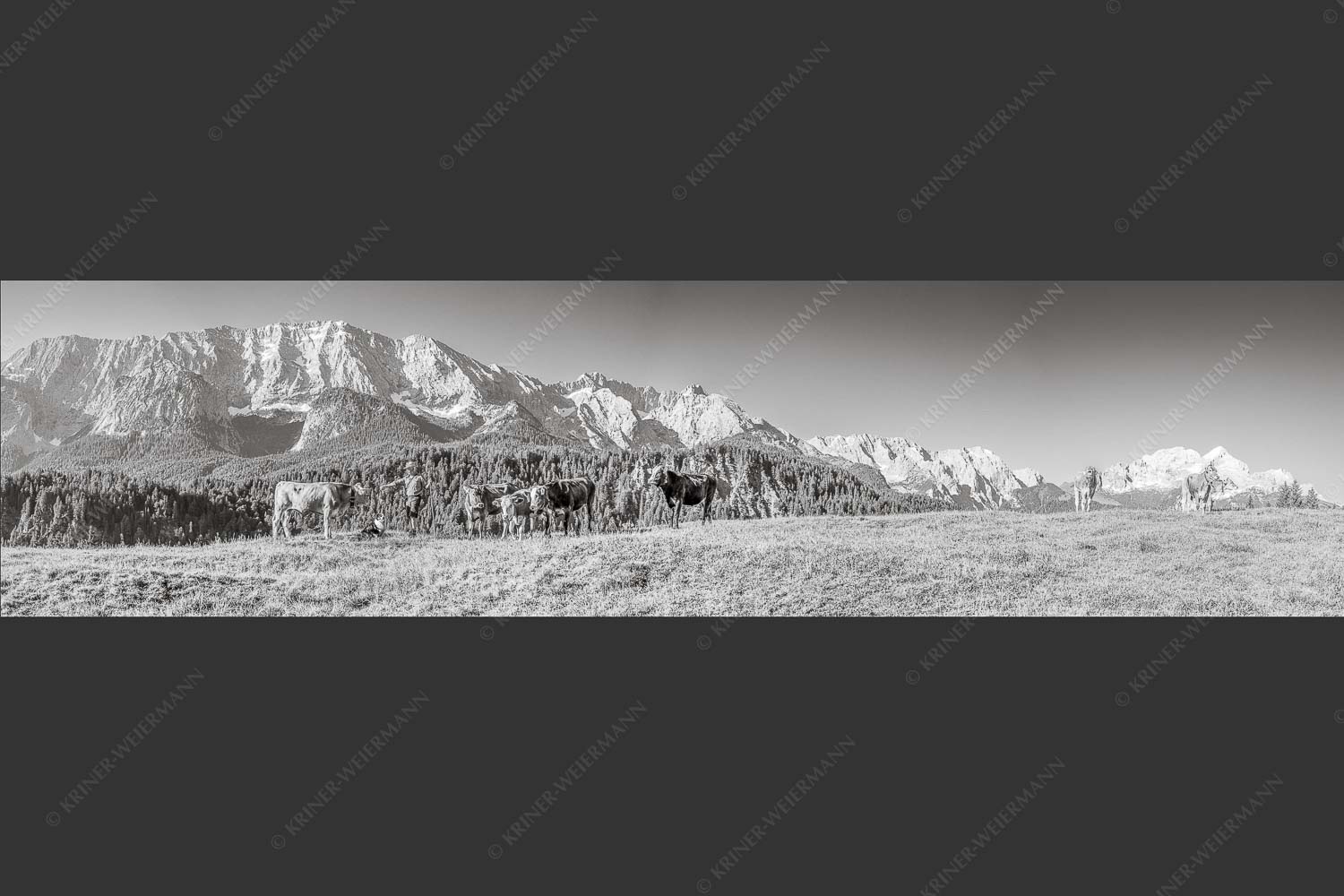 Jungvieh am Wetterstein Niederleger - Hirte und Herde 4:1 sw -- Junge Kälber mit Wetterstein - mehr Infos bei www.Kriner-Weiermann.de