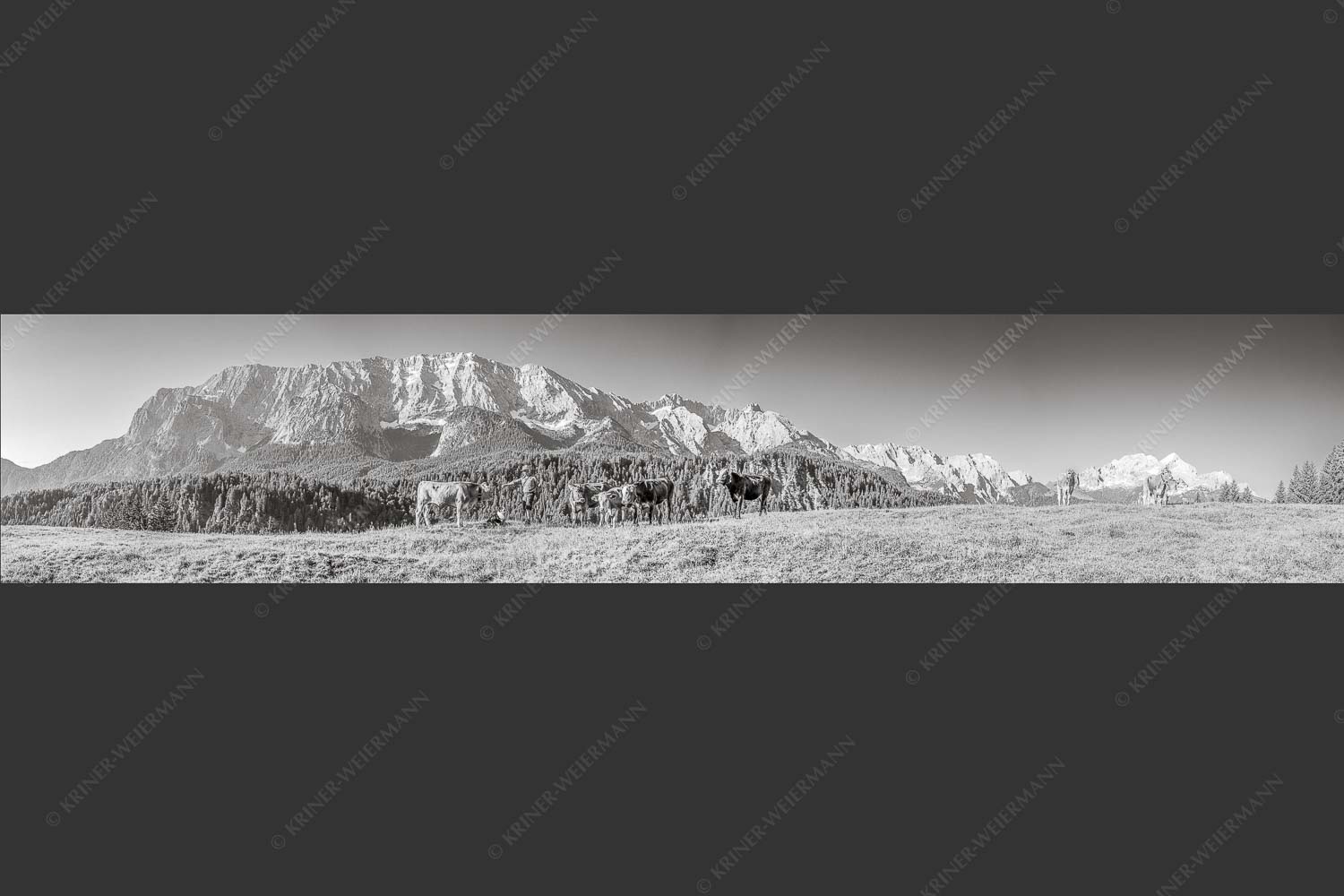Jungvieh am Wetterstein Niederleger - Hirte und Herde 5:1 sw -- Junge Kälber mit Wetterstein - mehr Infos bei www.Kriner-Weiermann.de