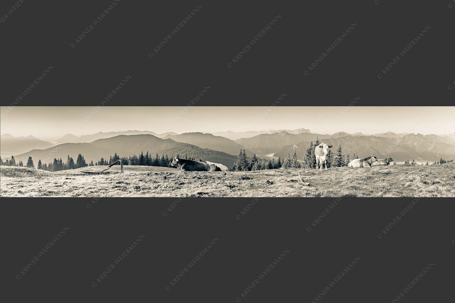 Jungvieh am Hörnle - Hörnlemorgen 5:1 sepia -- Kälber auf der Alm - mehr Infos bei www.Kriner-Weiermann.de