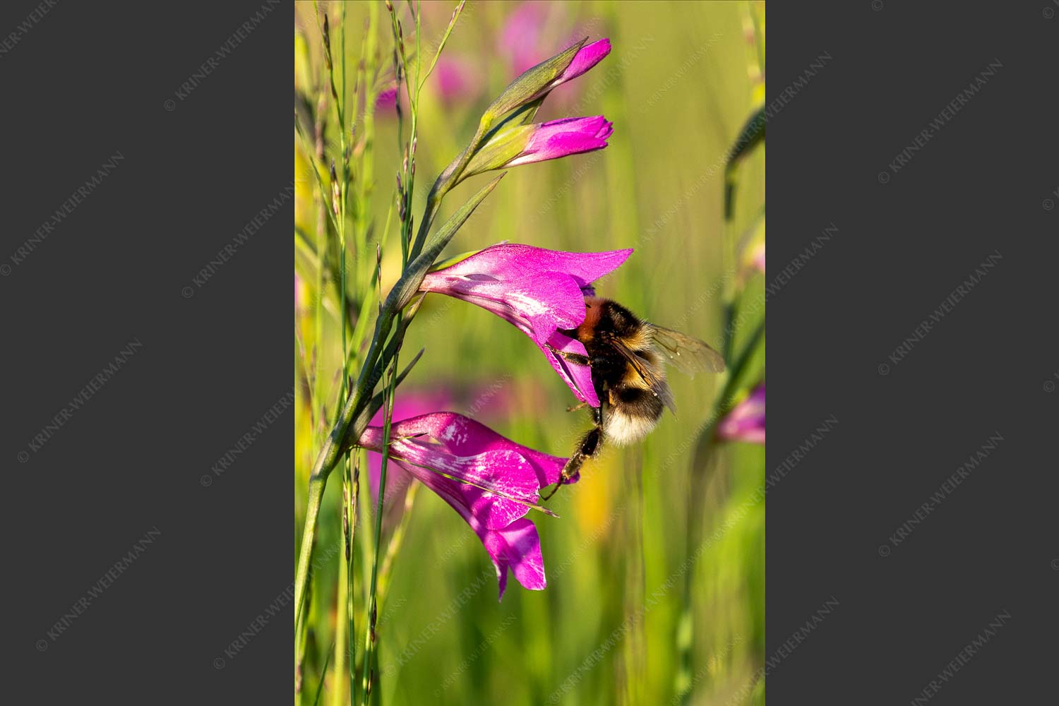 Sumpfgladiole - Hummel in Gladiole 2:3  -- Insekt - mehr Infos bei www.Kriner-Weiermann.de