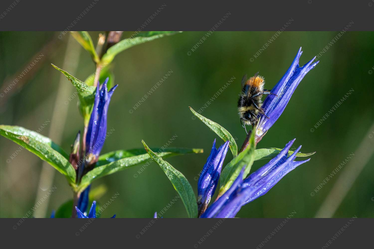 Hummel bei der Arbeit - Hummel 2:1  -- Insekt mit Blumen - mehr Infos bei www.Kriner-Weiermann.de