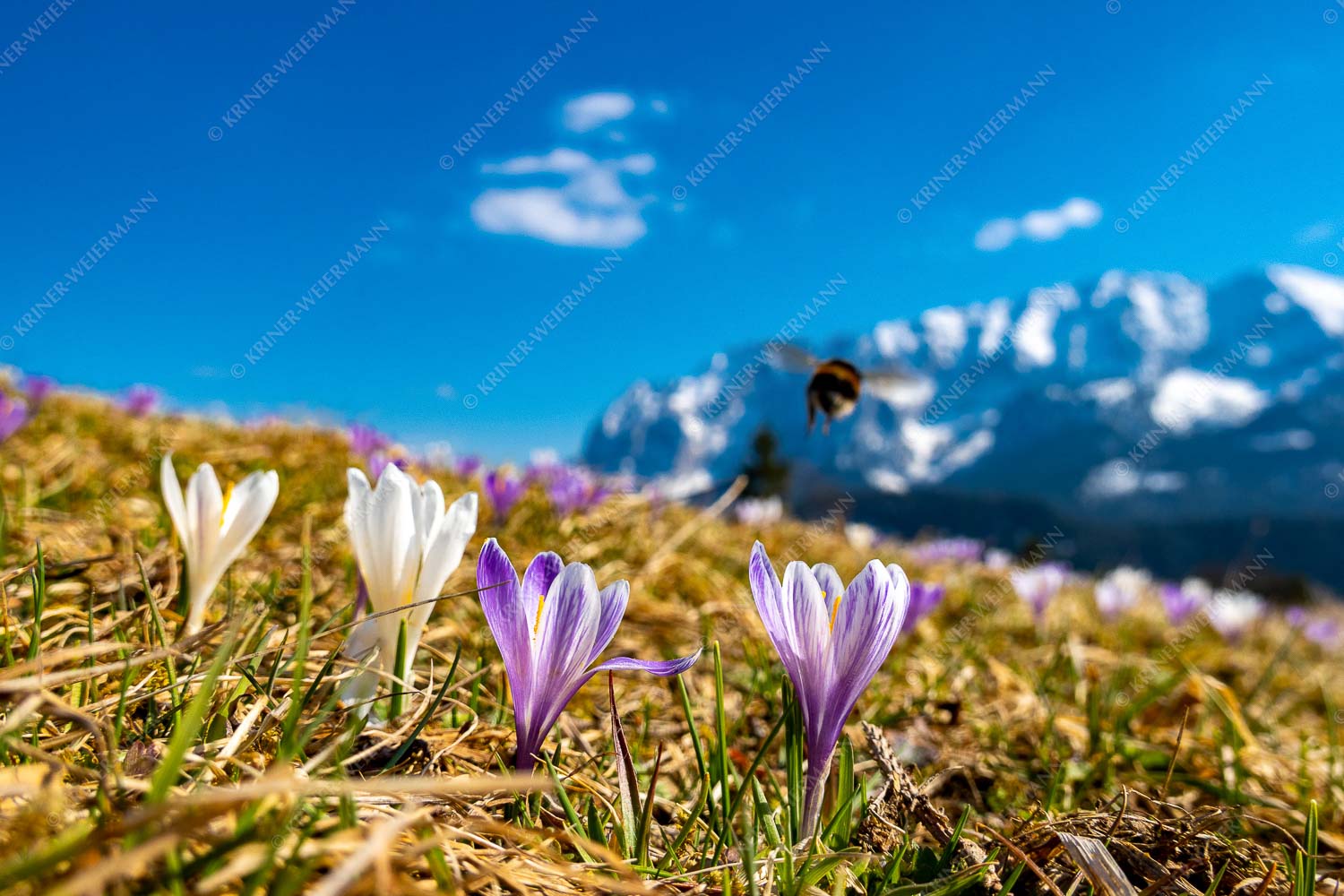 Hummel mit Krokussen - Hummel mit Krokussen 3:2  -- Frühlingsblumen - mehr Infos bei www.Kriner-Weiermann.de
