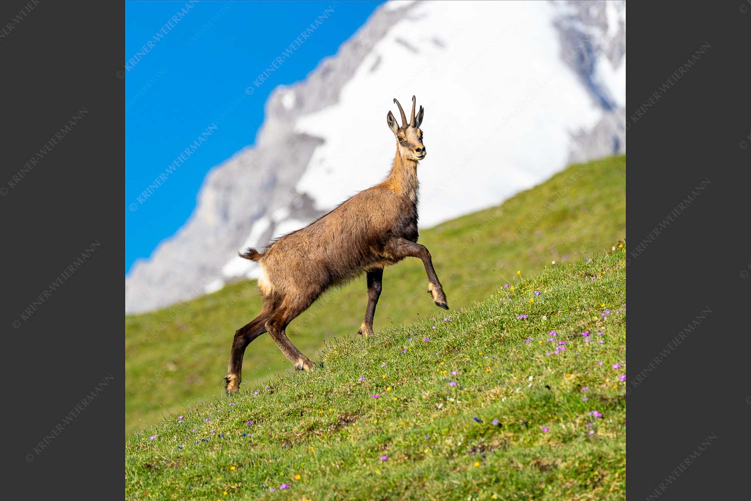 Gams auf Frühlingswiesen im Karwendelgebirge - Im leichten Trab 1:1  -- Gams im Karwendel - mehr Infos bei www.Kriner-Weiermann.de