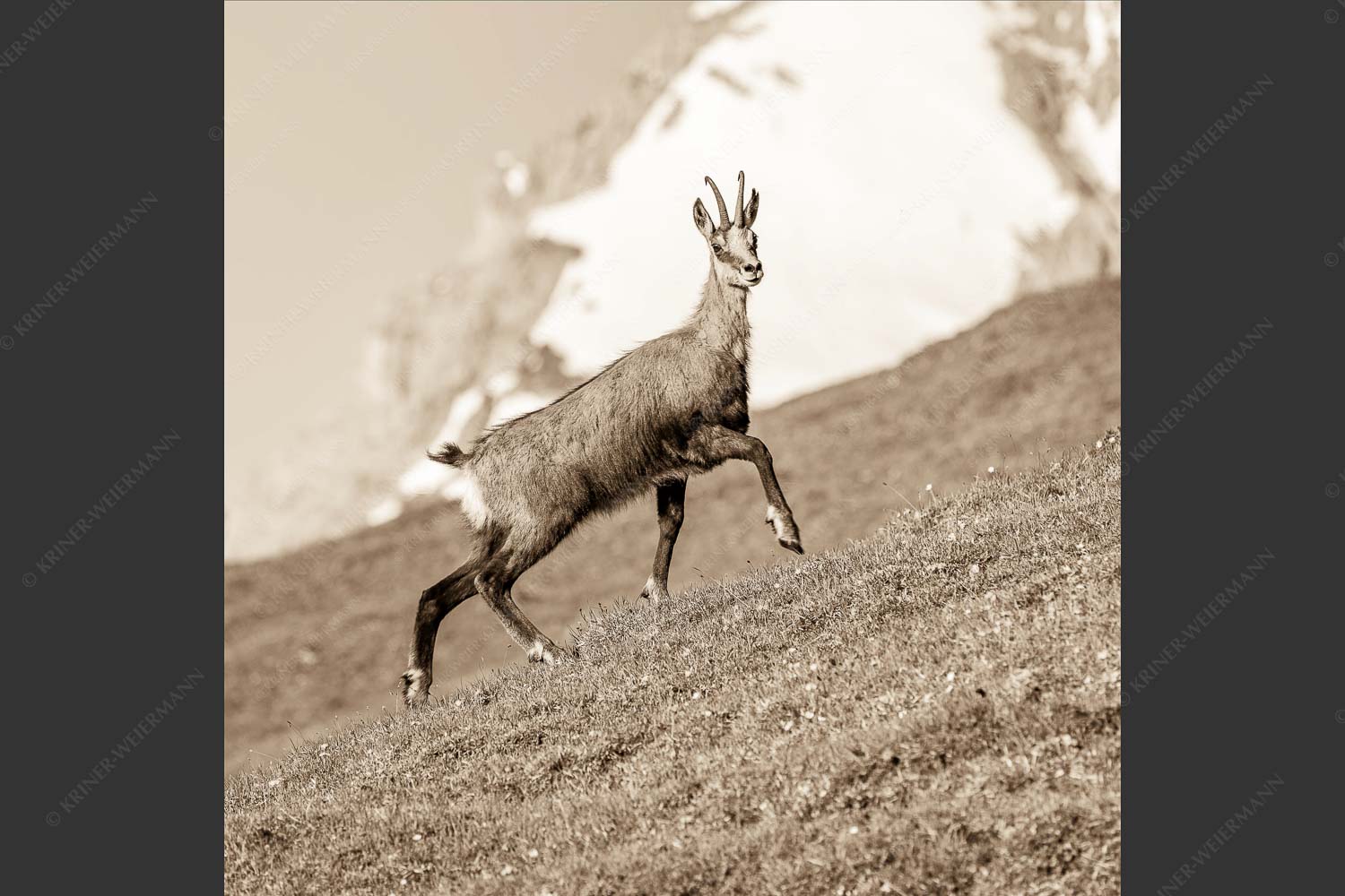 Gams auf Frühlingswiesen im Karwendelgebirge - Im leichten Trab 1:1 sepia -- Gams im Karwendel - mehr Infos bei www.Kriner-Weiermann.de