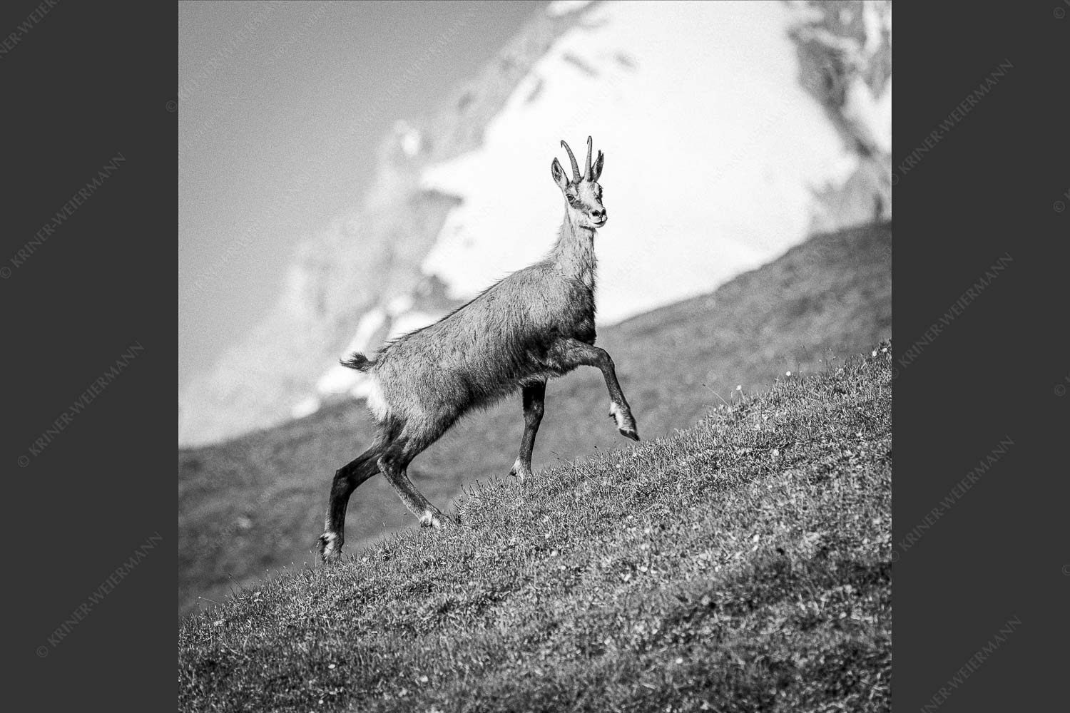 Gams auf Frühlingswiesen im Karwendelgebirge - Im leichten Trab 1:1 sw -- Gams im Karwendel - mehr Infos bei www.Kriner-Weiermann.de