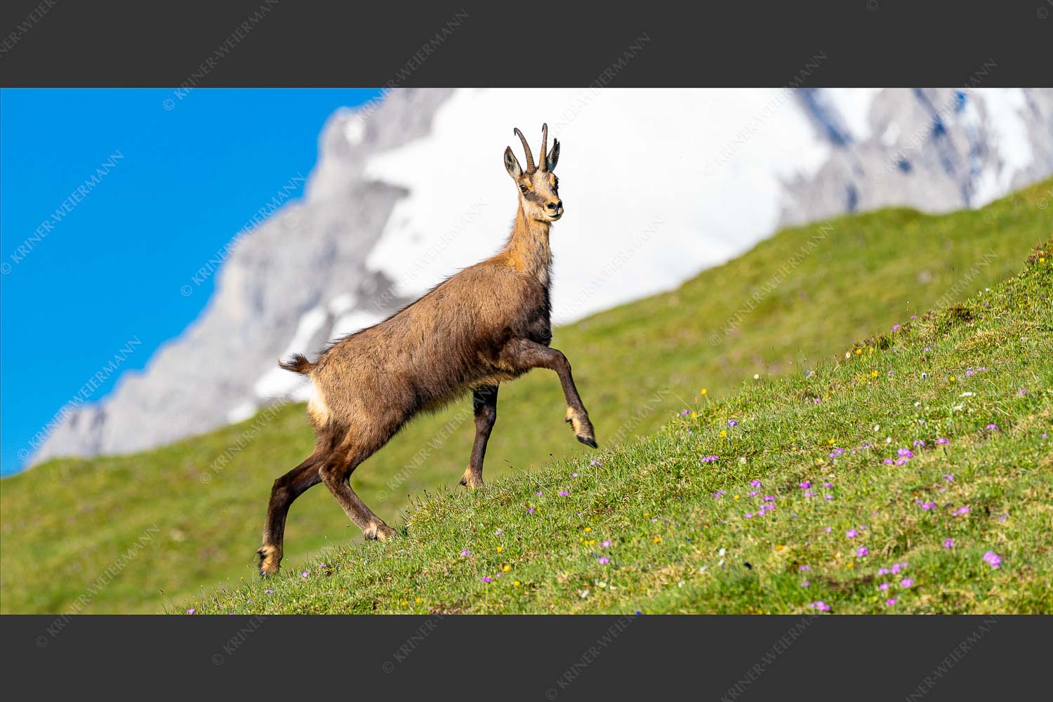 Gams auf Frühlingswiesen im Karwendelgebirge - Im leichten Trab 2:1  -- Gams im Karwendel - mehr Infos bei www.Kriner-Weiermann.de